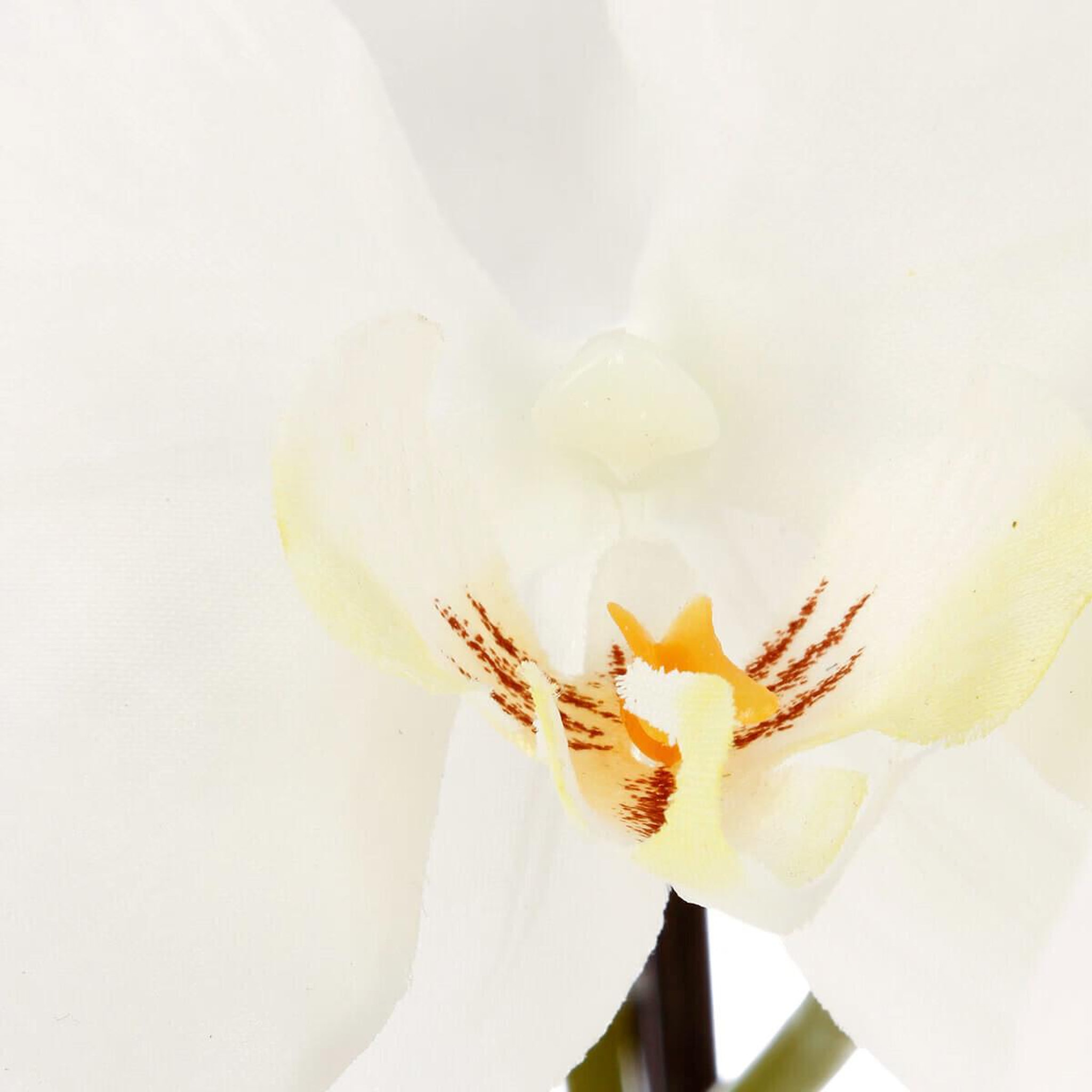 Voir la diapositive 2 : ATMOSPHERA Fleur artificielle en pot  orchidée  115cm blanc