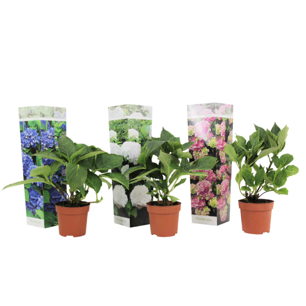 PLANT IN A BOX Hortensia - Set de 3 - Hydrangea macrophylla - Hauteur 25-40cm - ⌀9cm