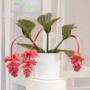 Voir la diapositive 4 : PLANT IN A BOX Medinille magnifique - Medinilla magnifica - Hauteur 40-50cm - ⌀17cm