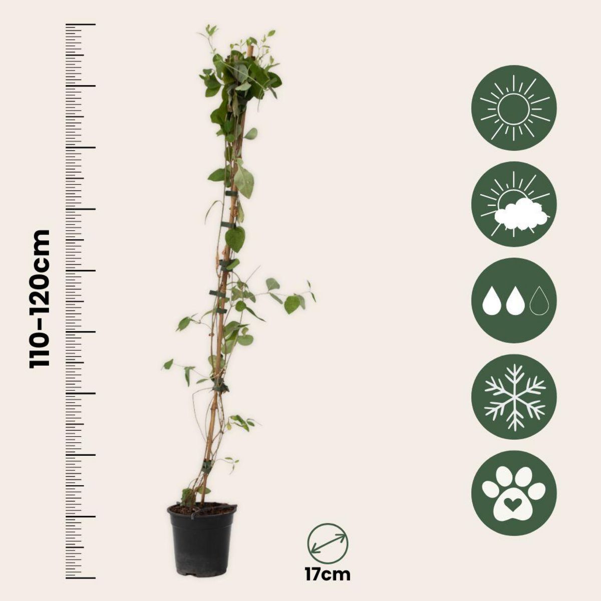 PLANT IN A BOX Chèvrefeuille - Lonicera x Heckrotti 'American Beauty' - H110-120cm - ⌀17cm