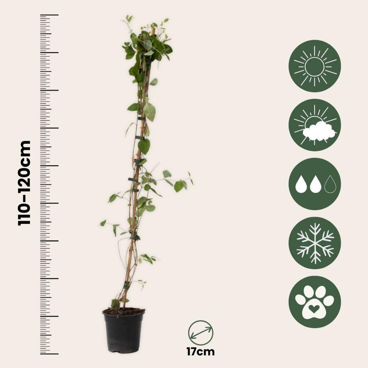 PLANT IN A BOX Chèvrefeuille - Lonicera x Heckrotti 'American Beauty' - H110-120cm - ⌀17cm