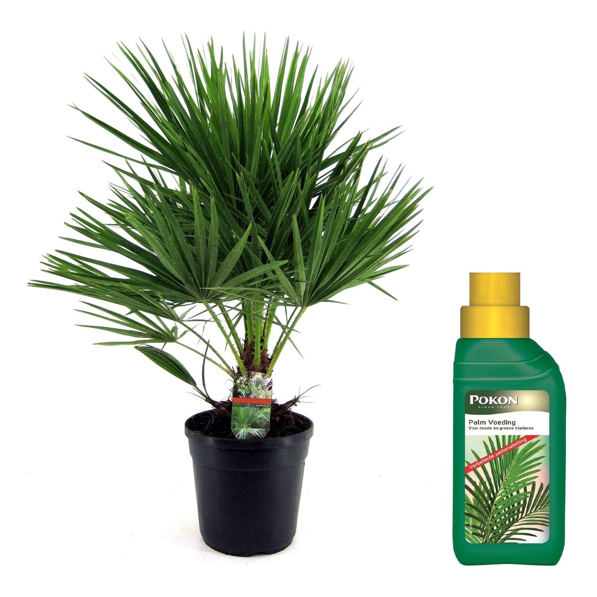 PLANT IN A BOX Palmier nain - Chamaerops humilis - Hauteur 70-80cm - ⌀21cm