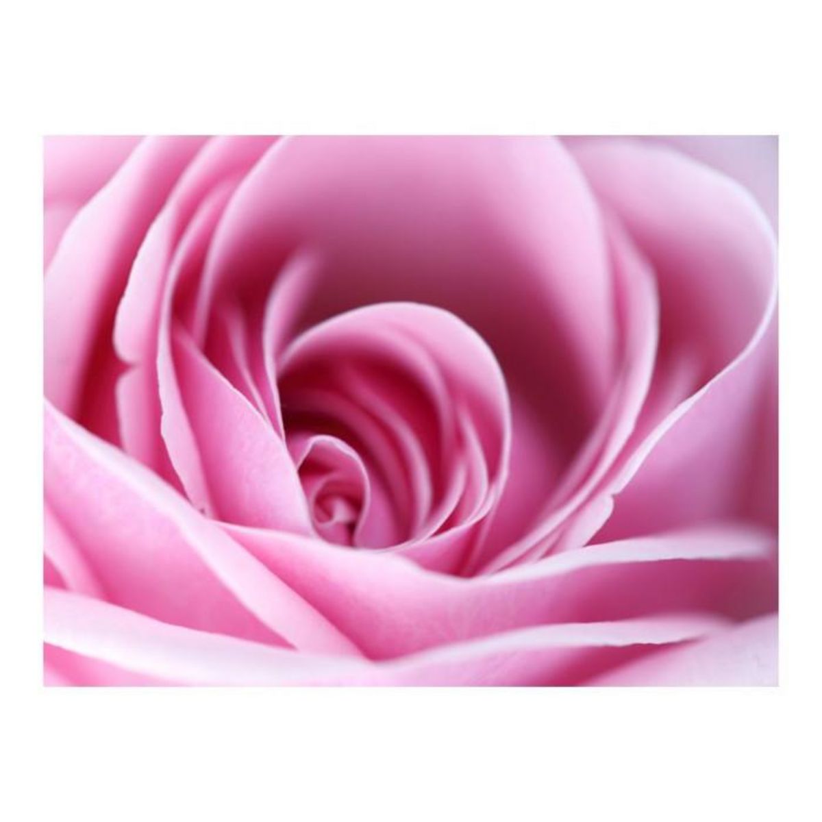 Paris Prix Papier Peint  Fleur Rose Rose III