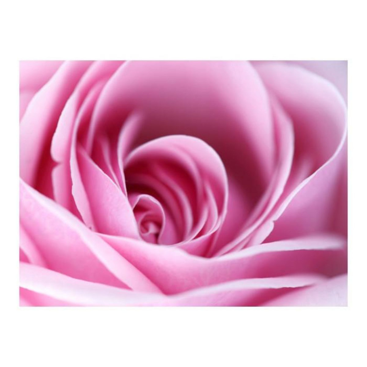 Paris Prix Papier Peint  Fleur Rose Rose III