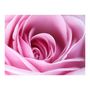 Voir la diapositive 2 : Paris Prix Papier Peint  Fleur Rose Rose III