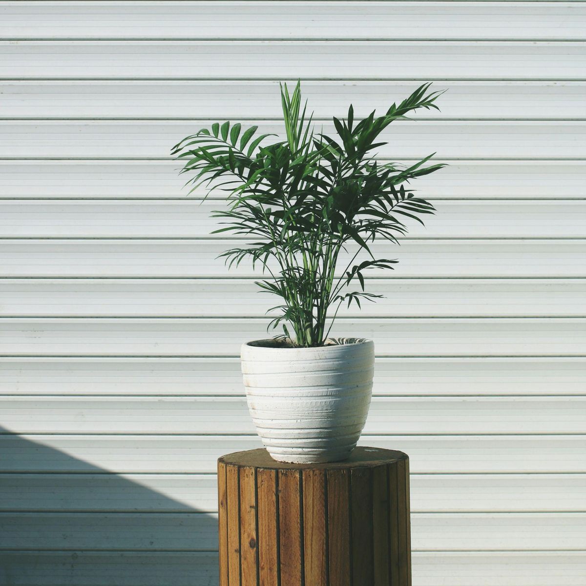 PLANT IN A BOX Palmier de salon - Set de 3 - Chamaedorea elegans - Hauteur 30-40cm - ⌀12cm