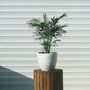 Voir la diapositive 4 : PLANT IN A BOX Palmier de salon - Set de 3 - Chamaedorea elegans - Hauteur 30-40cm - ⌀12cm