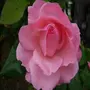 Rosier buisson Queen Elisabeth rose