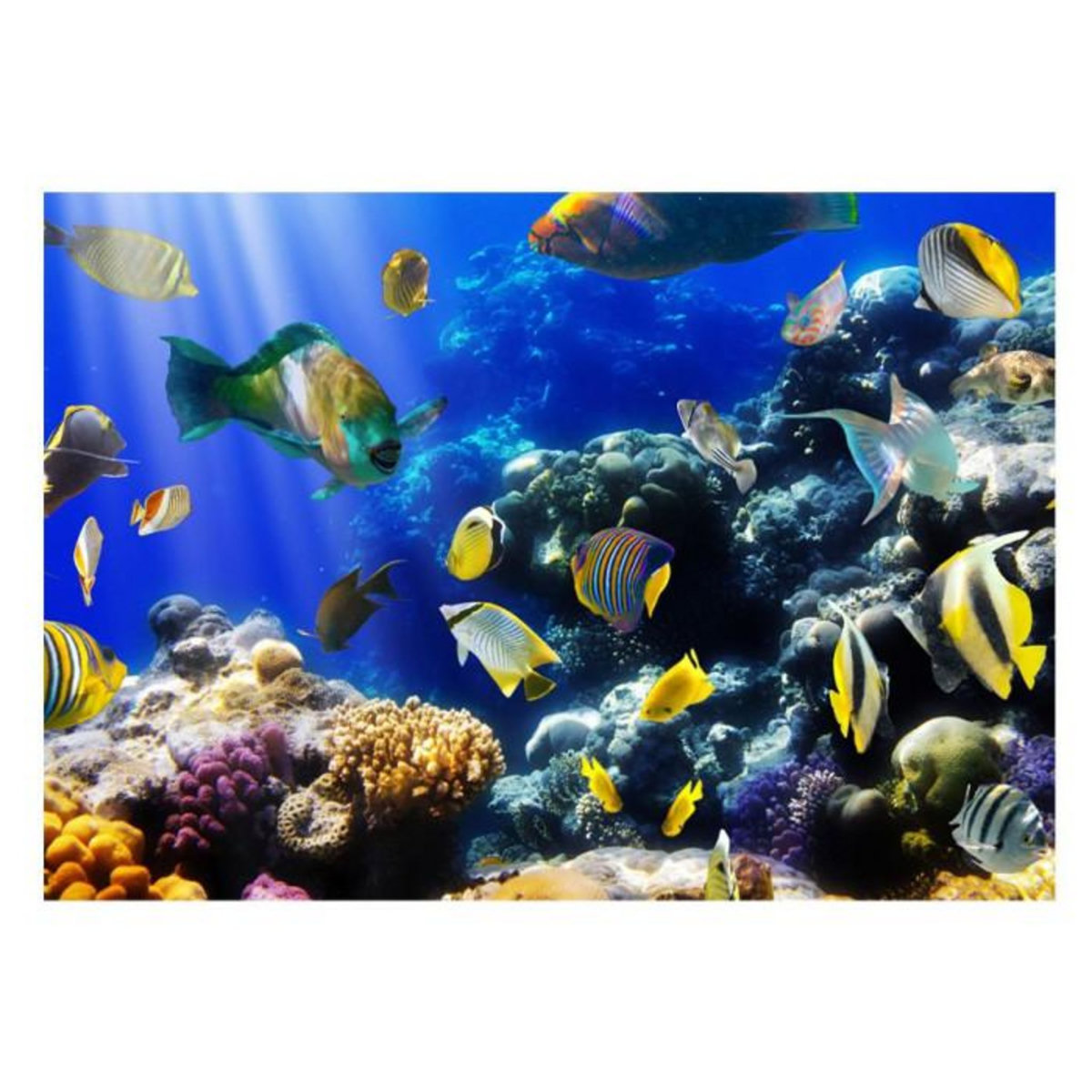 Paris Prix Papier Peint  Underwater Adventure