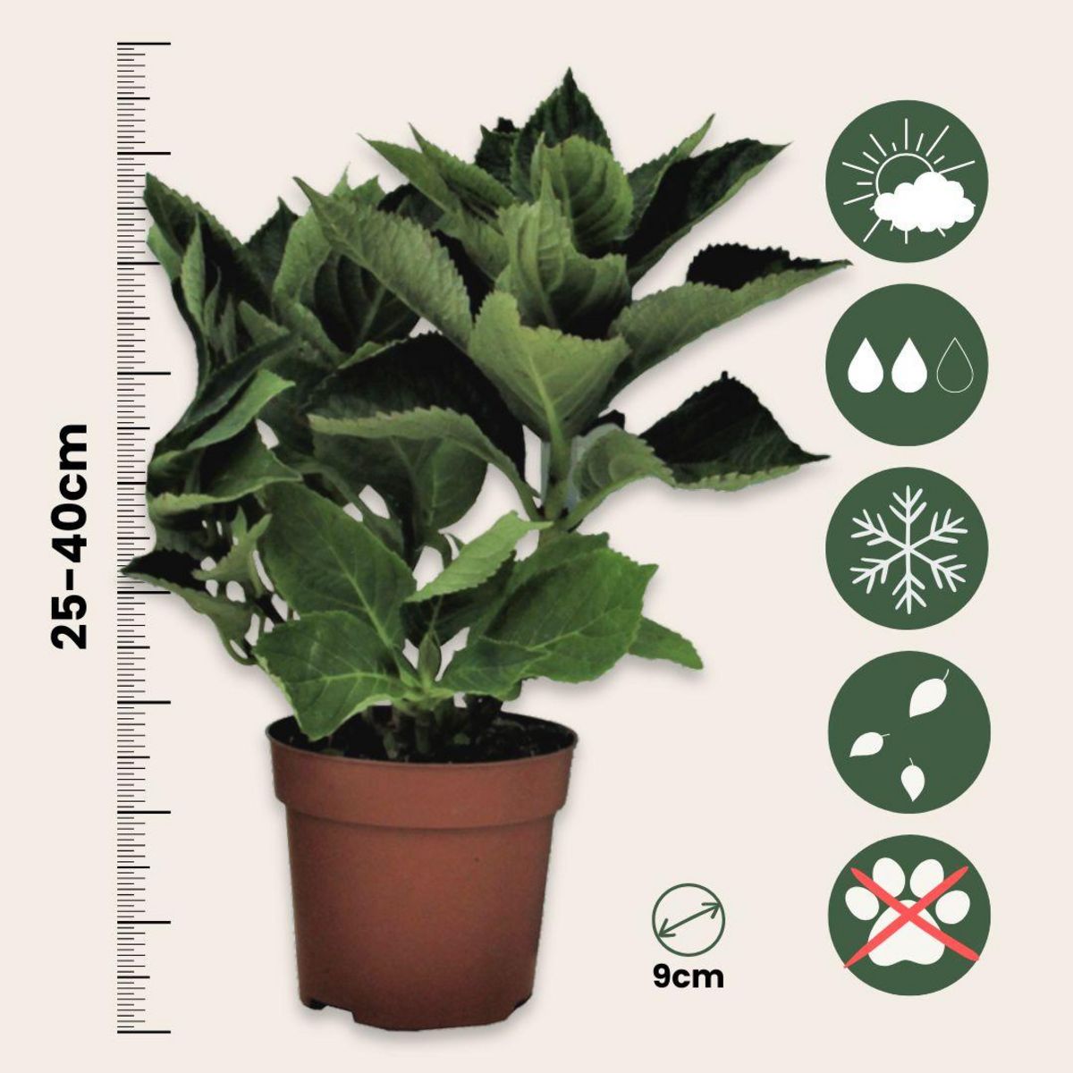 PLANT IN A BOX Hortensia - Set de 3 - Hydrangea macrophylla teller 'Nizza' - H25-40cm - ⌀9cm