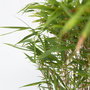 Voir la diapositive 3 : PLANT IN A BOX Bambou non-traçant - Fargesia nitida 'Gansu' - Hauteur 50-70cm - ⌀17cm