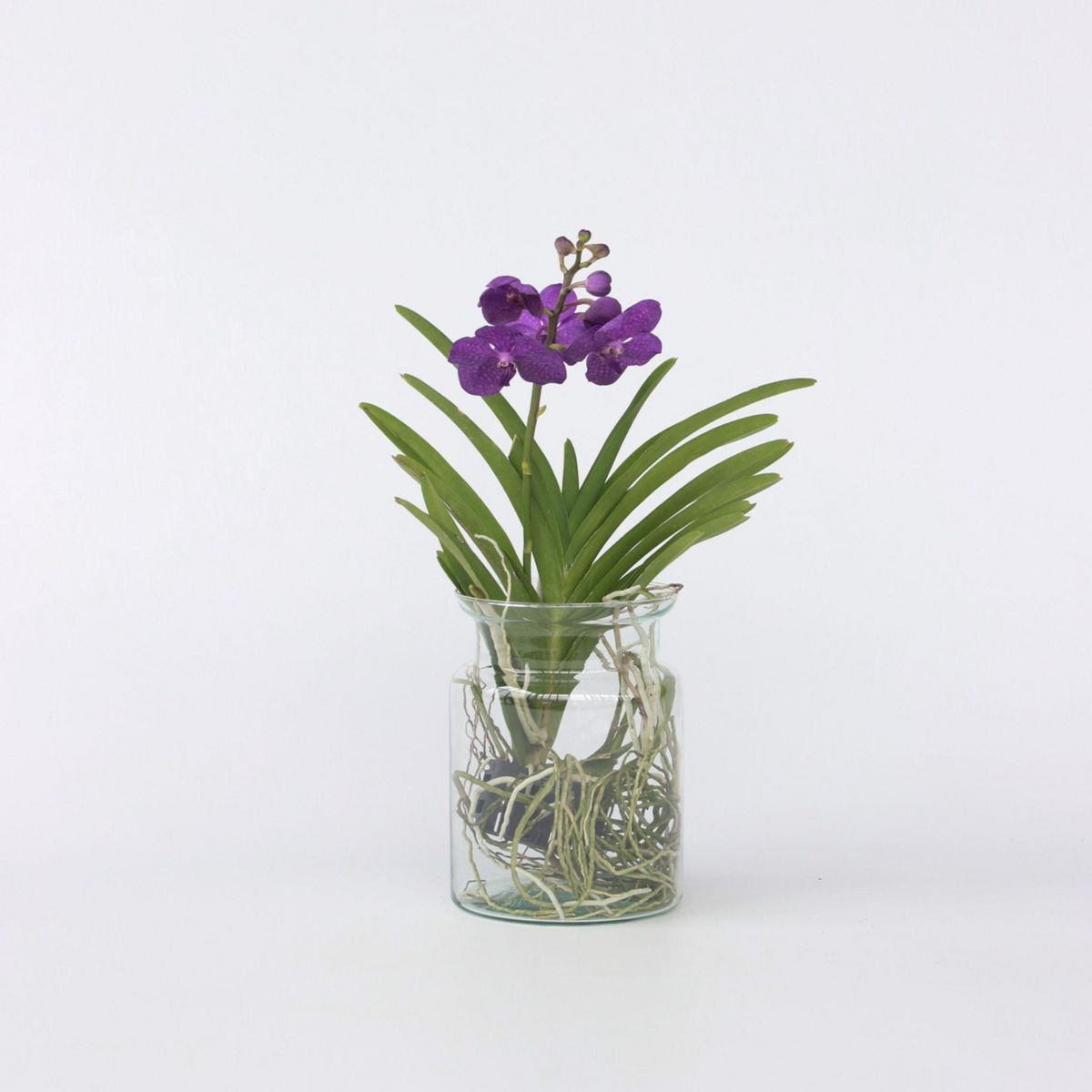 PLANT IN A BOX Orchidée - Vanda 'Blue' - Hauteur 40-50cm - ⌀14cm
