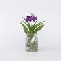 Voir la diapositive 5 : PLANT IN A BOX Orchidée - Vanda 'Blue' - Hauteur 40-50cm - ⌀14cm