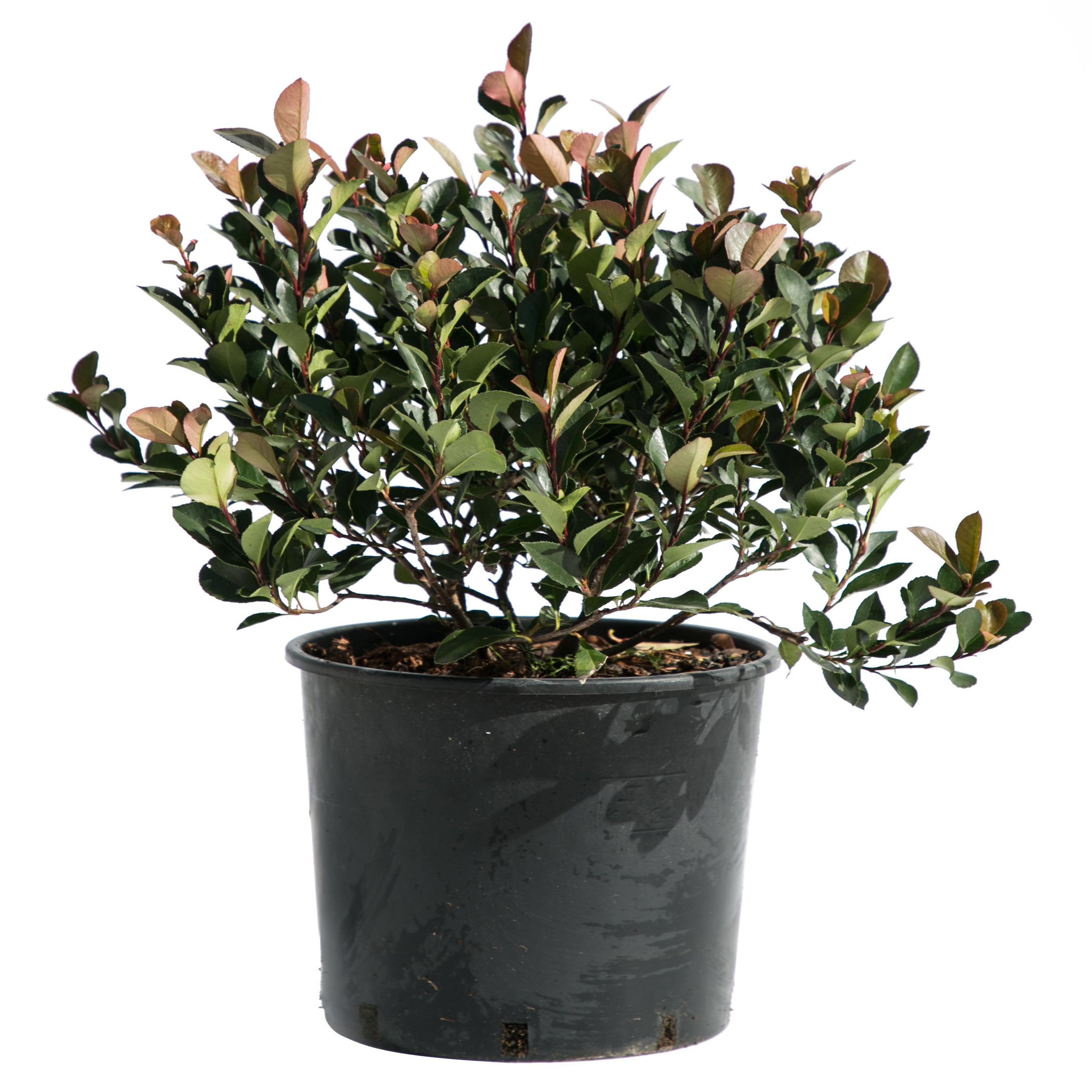 Photinia Fraseri Little Robin - Pot de 9L - H/20-30cm