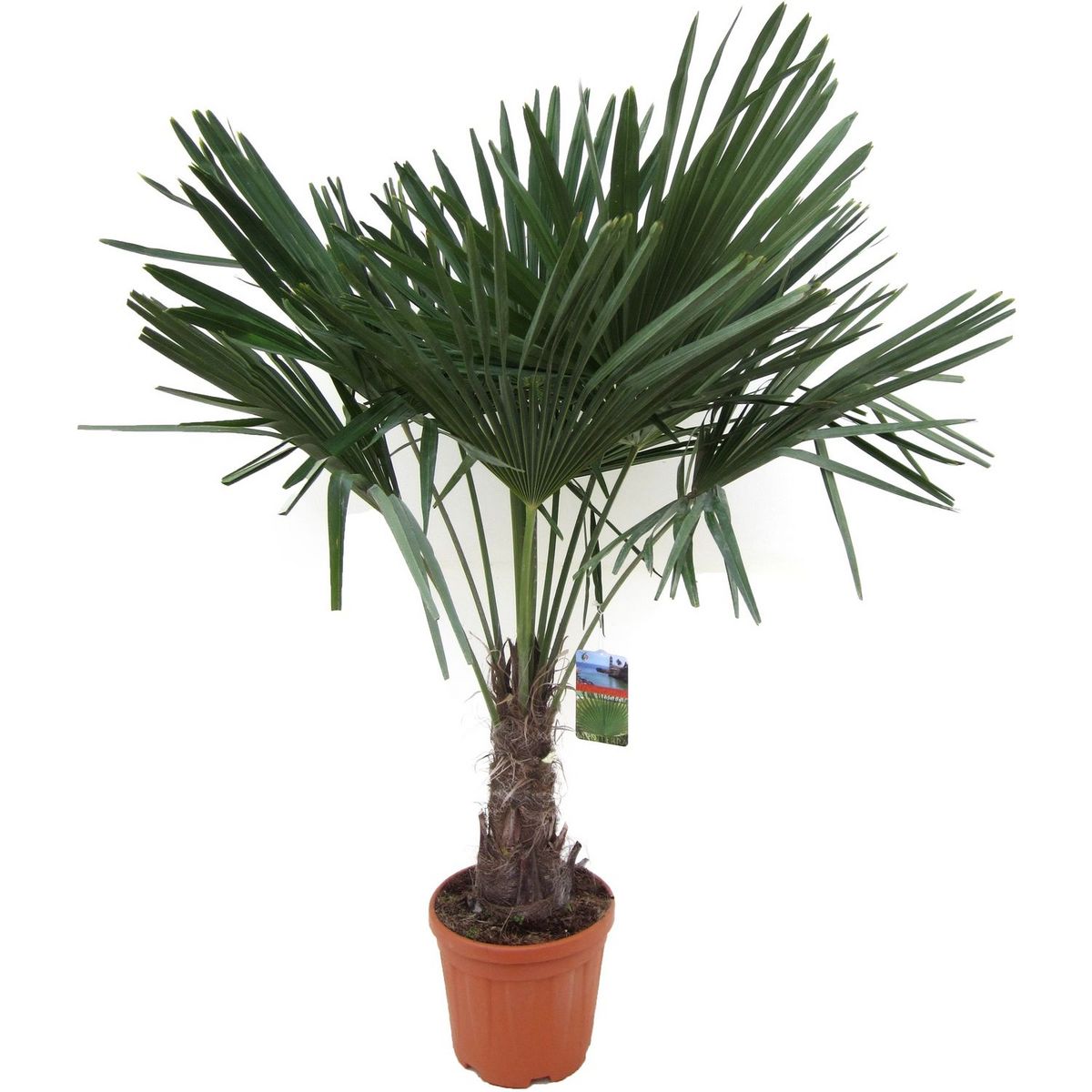 Palmier Chamaerops Excelsa 24L 