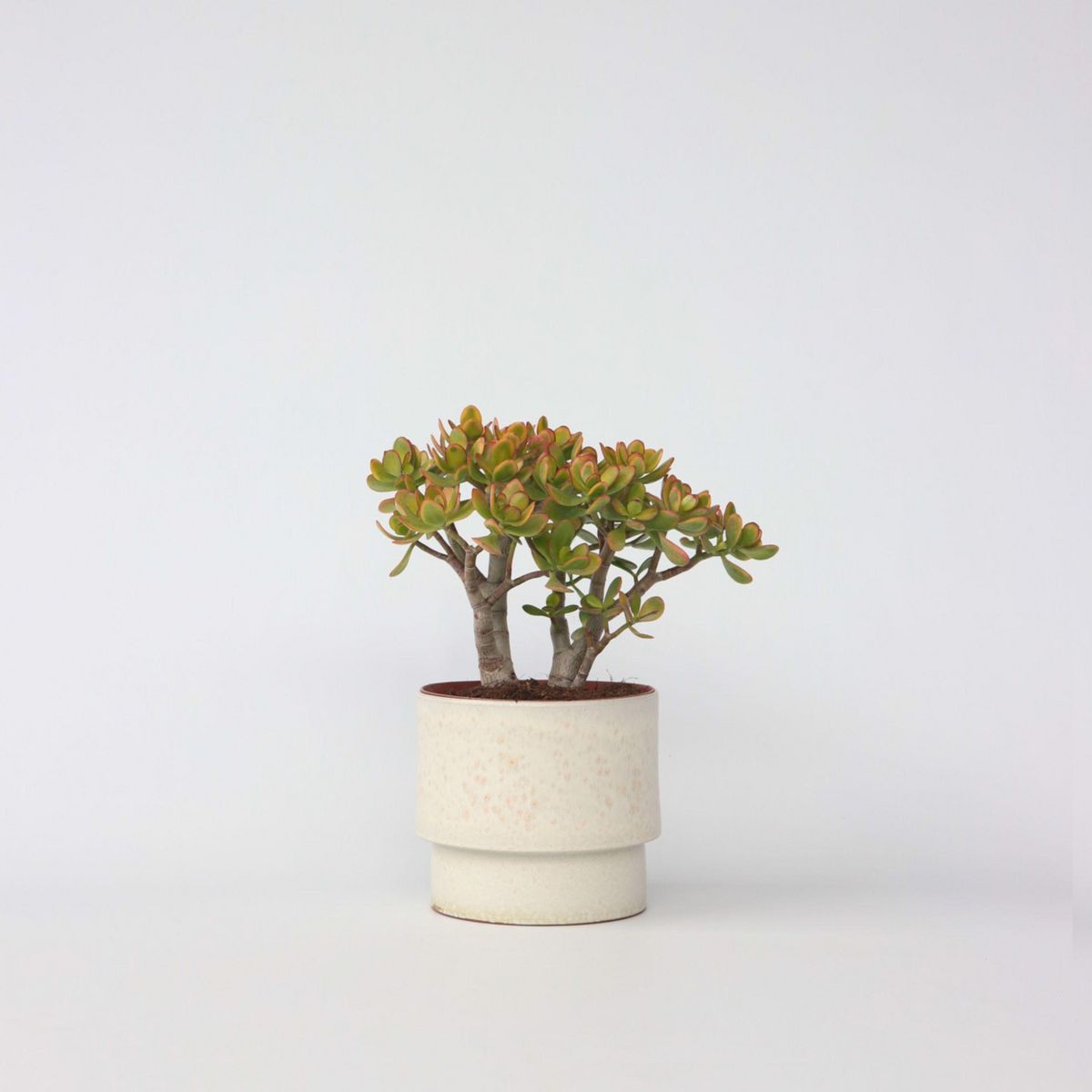 PLANT IN A BOX Arbre de jade - Crassula ovata 'Sunset' - Hauteur 30-35cm - ⌀17cm