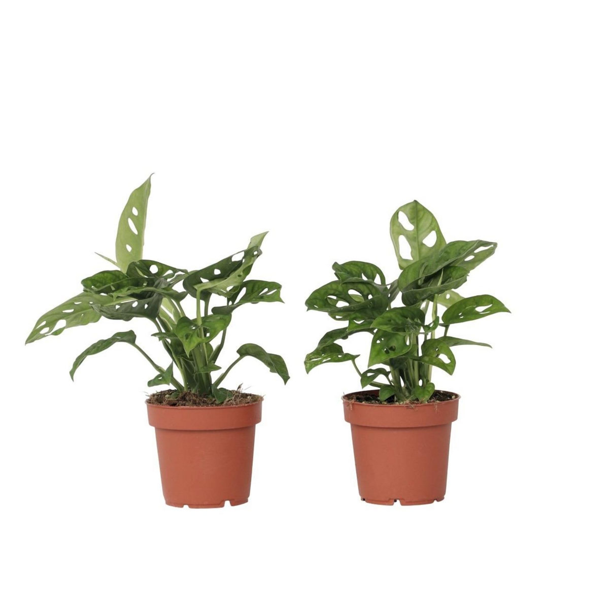 PLANT IN A BOX Plante à trous - Set de 2 - Monstera adansonii 'Monkey Mask' - H25-30cm - ⌀12cm
