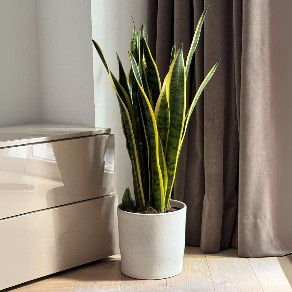 PLANT IN A BOX Langue de belle-mère - Sansevieria trifasciata Laurentii - H65-75cm - ⌀21cm