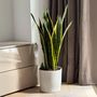 Voir la diapositive 4 : PLANT IN A BOX Langue de belle-mère - Sansevieria trifasciata Laurentii - H65-75cm - ⌀21cm