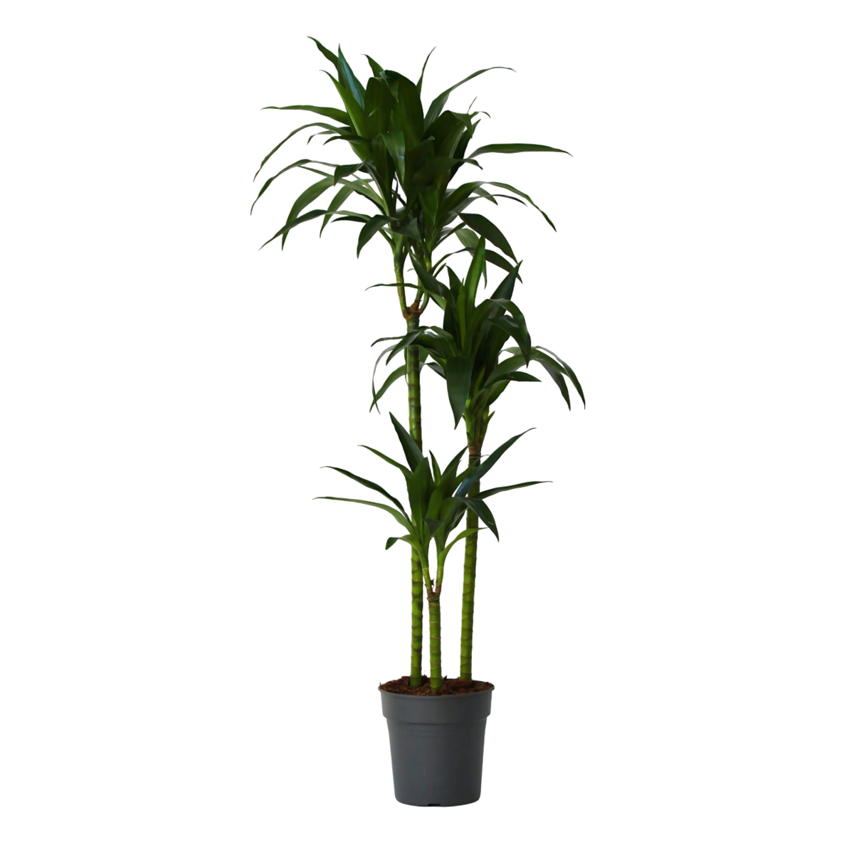 PLANT IN A BOX Dragonnier - Dracaena deremensis 'Janet Craig' - Hauteur 140-150cm - ⌀24cm