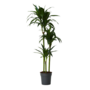Voir la diapositive 1 : PLANT IN A BOX Dragonnier - Dracaena deremensis 'Janet Craig' - Hauteur 140-150cm - ⌀24cm