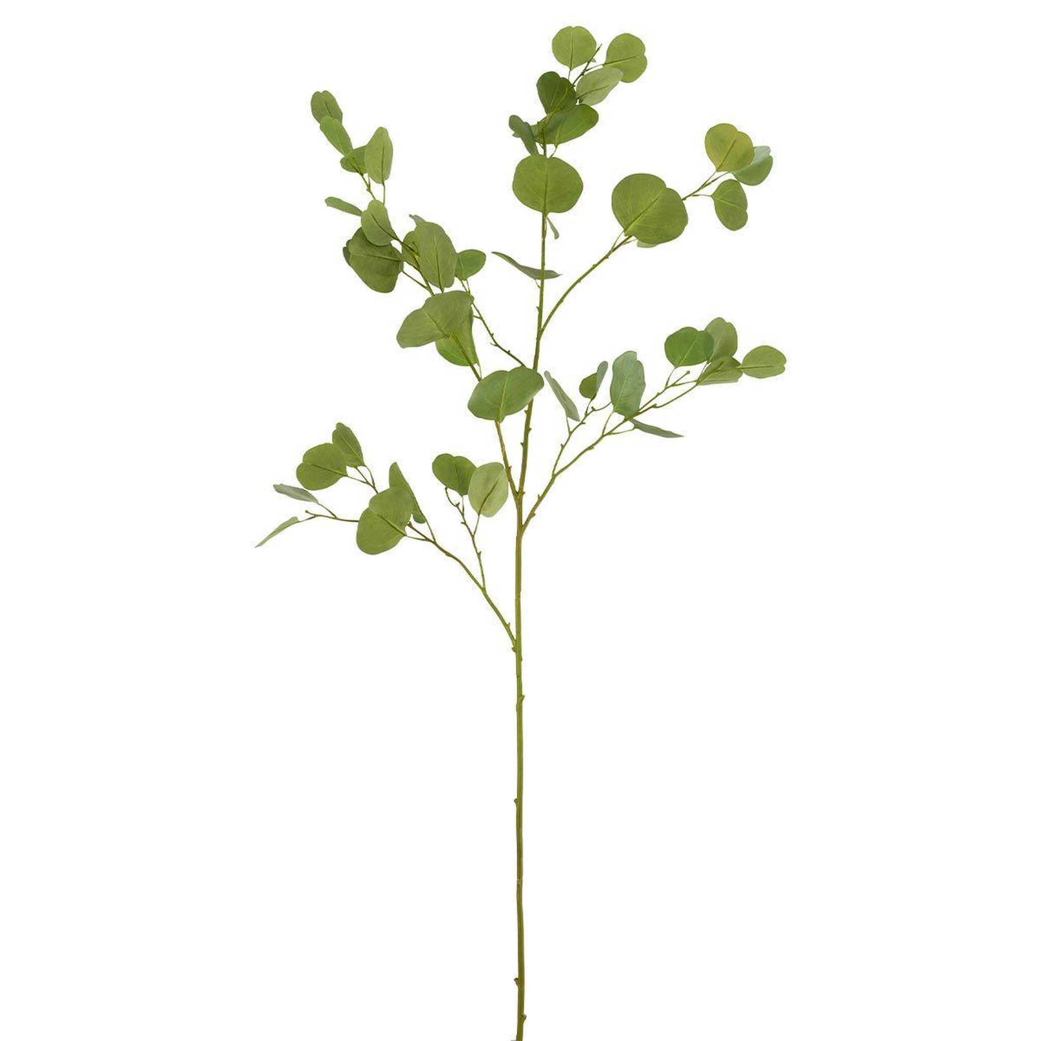 J-LINE Fleur Artificielle  Branche d'Eucalyptus  138cm Vert