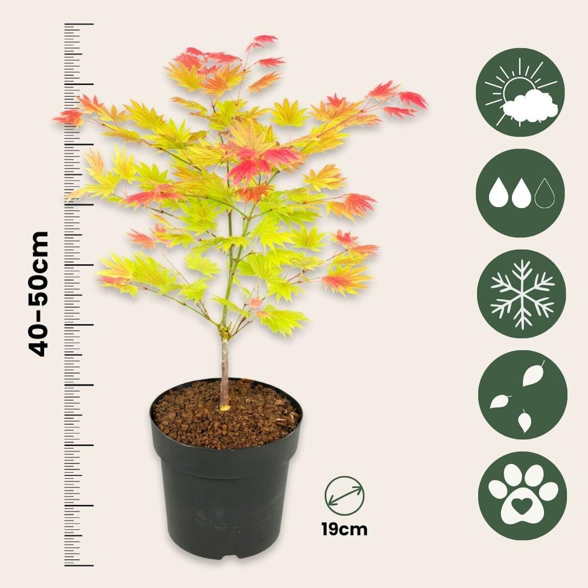 PLANT IN A BOX Érable du Japon - Set de 2 - Acer palmatum 'Moonrise' - Hauteur 40-50cm - ⌀19cm