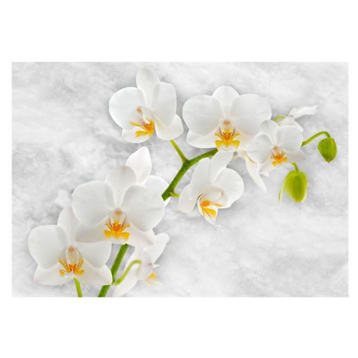 Paris Prix Papier Peint  Lyrical Orchid White