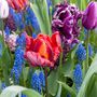Voir la diapositive 4 : PLANT IN A BOX Tulipe - Set de 15 - Tulipa 'Rasta Parrot' - Bulbes à fleurs - Blanc