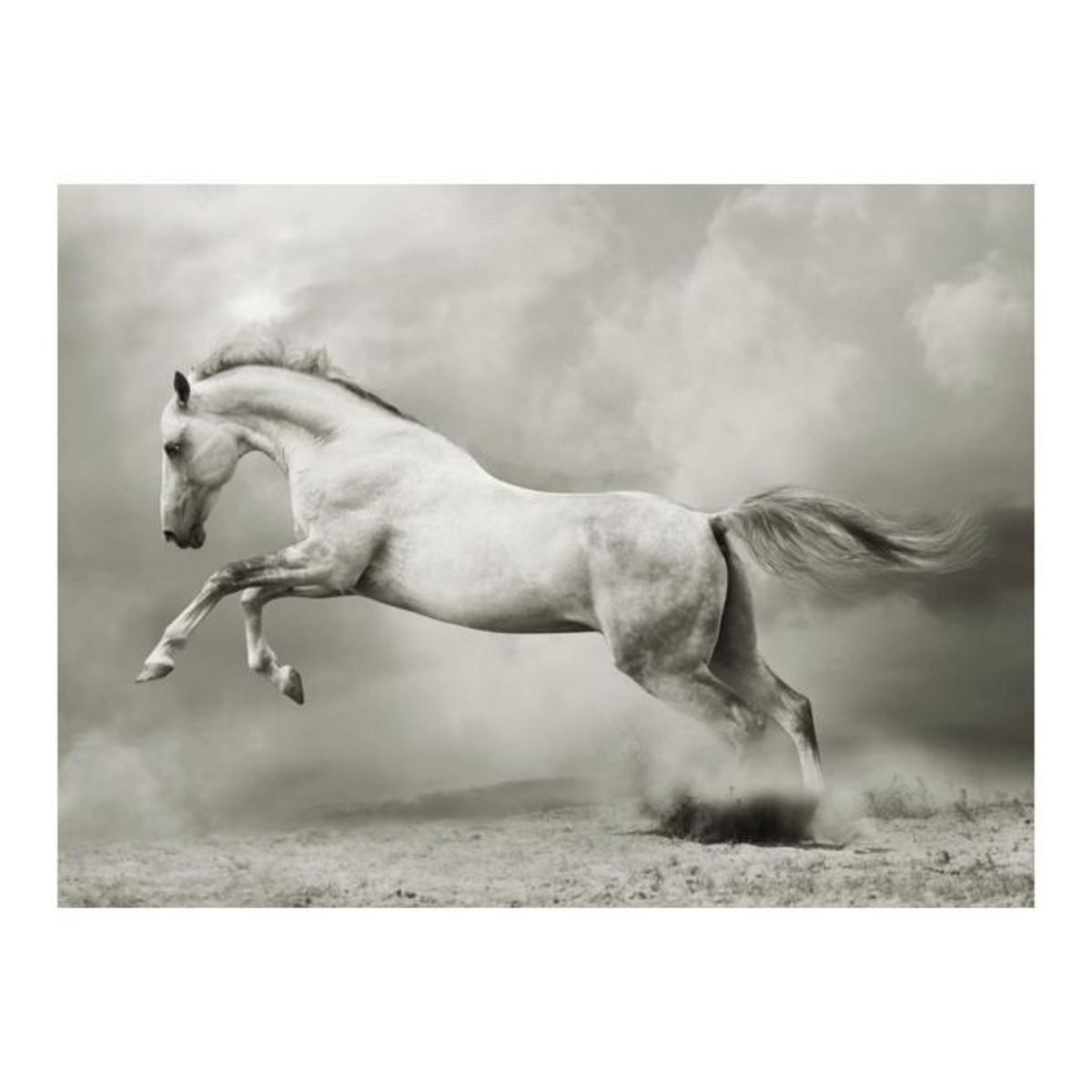 Paris Prix Papier Peint  Étalon Sauvage