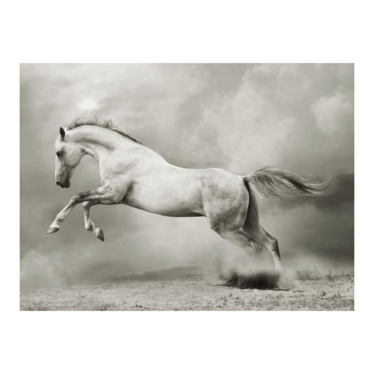 Paris Prix Papier Peint  Étalon Sauvage