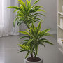 Voir la diapositive 4 : PLANT IN A BOX Dragonnier - Dracaena deremensis 'Lemon Lime' - Hauteur 60-70cm - ⌀17cm