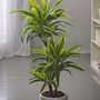 Voir la diapositive 4 : PLANT IN A BOX Dragonnier - Dracaena deremensis 'Lemon Lime' - Hauteur 60-70cm - ⌀17cm