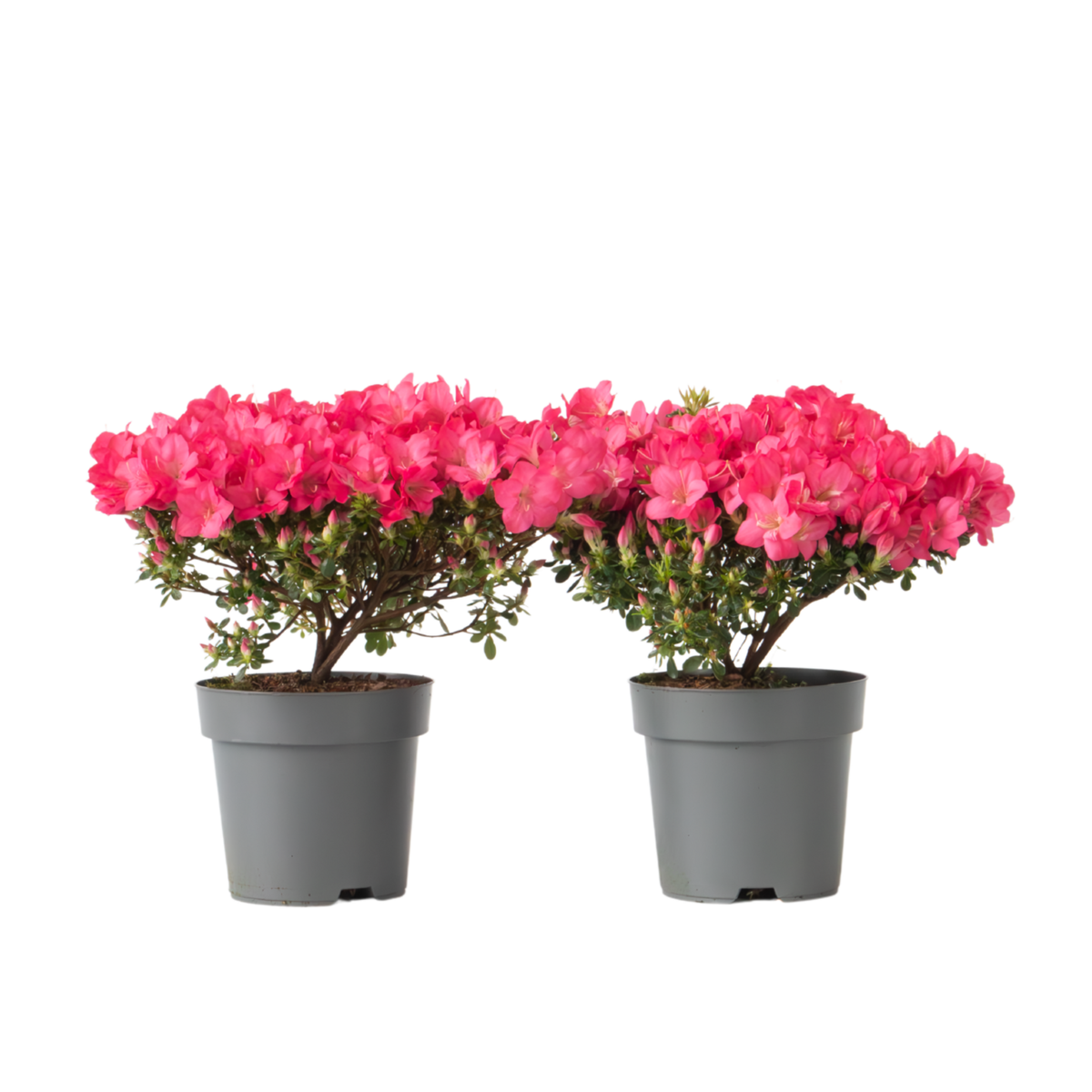 PLANT IN A BOX Azalée - Set de 2 - Rhododendron azalea 'Anouk' - Hauteur 25-40cm - ⌀17cm
