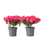 Voir la diapositive 1 : PLANT IN A BOX Azalée - Set de 2 - Rhododendron azalea 'Anouk' - Hauteur 25-40cm - ⌀17cm