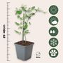 Voir la diapositive 2 : PLANT IN A BOX Jasmin étoilé - Set de 6 - Jasminum 'Summer Scent' - Hauteur 25-40cm - ⌀9cm
