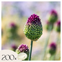 Voir la diapositive 1 : PLANT IN A BOX Ail - Set de 200 - Allium 'Sphaerocephalon' - Bulbes à fleurs - Violet