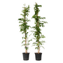 Voir la diapositive 1 : PLANT IN A BOX Bignone à trompettes - Set de 2 - Campsis 'Mme Galen' - H110-120cm - ⌀17cm