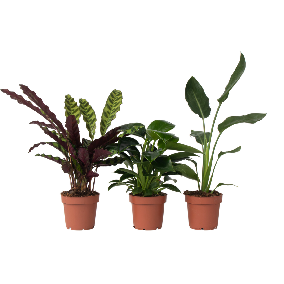 PLANT IN A BOX Mélange de plantes vertes d'intérieur - Set de 3 - Hauteur 25-40cm - ⌀12cm