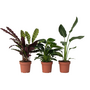 Voir la diapositive 1 : PLANT IN A BOX Mélange de plantes vertes d'intérieur - Set de 3 - Hauteur 25-40cm - ⌀12cm