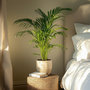 Voir la diapositive 4 : PLANT IN A BOX Palmier areca - Dypsis lutescens - Hauteur 60-70cm - ⌀17cm