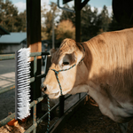 VIDAXL Brosses à bétail murales 50x10x6.5 cm