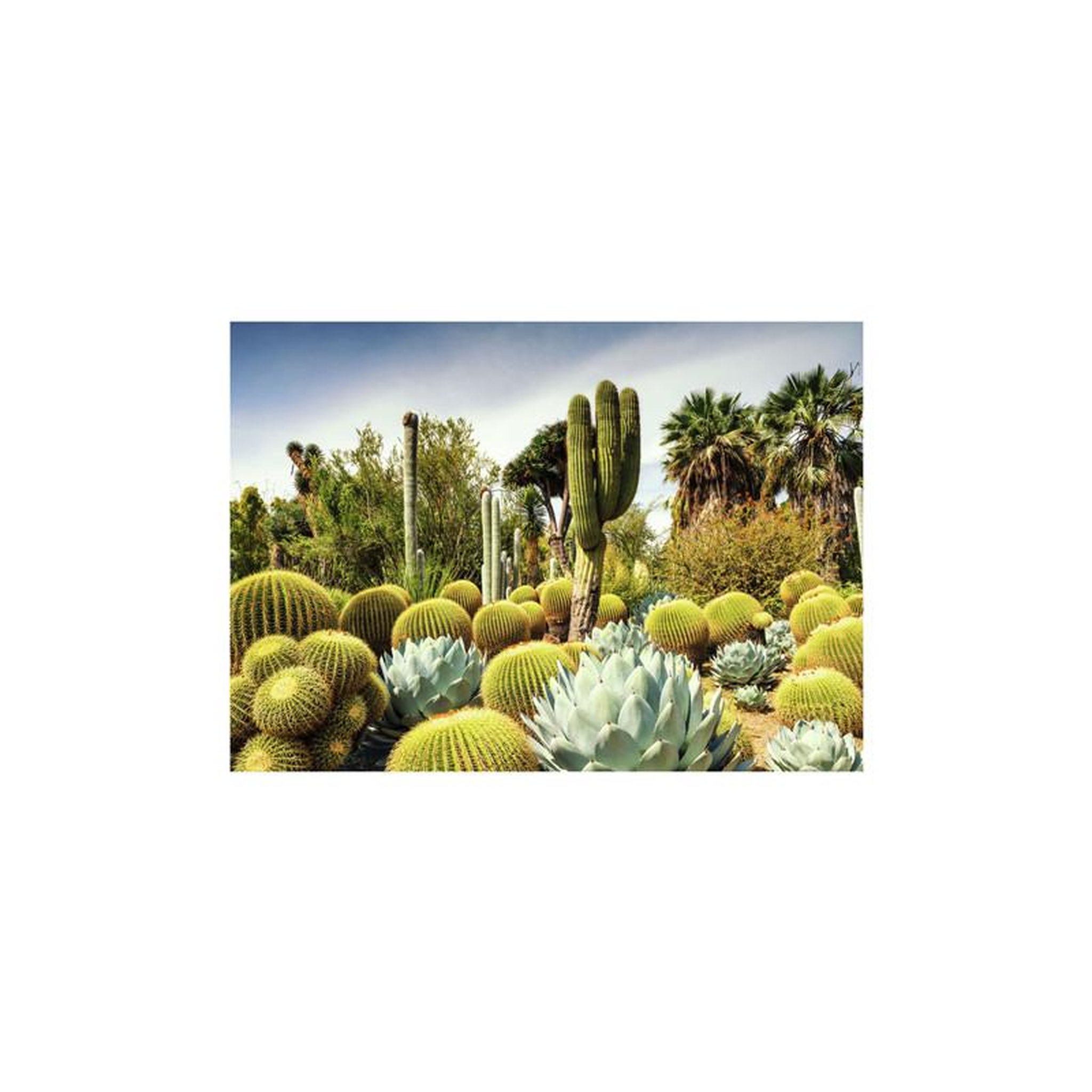 Voir la diapositive 2 : RAVENSBURGER Ravensburger - Jigsaw puzzle Huntington Desert Garden, 1000 pcs. 12000850 7