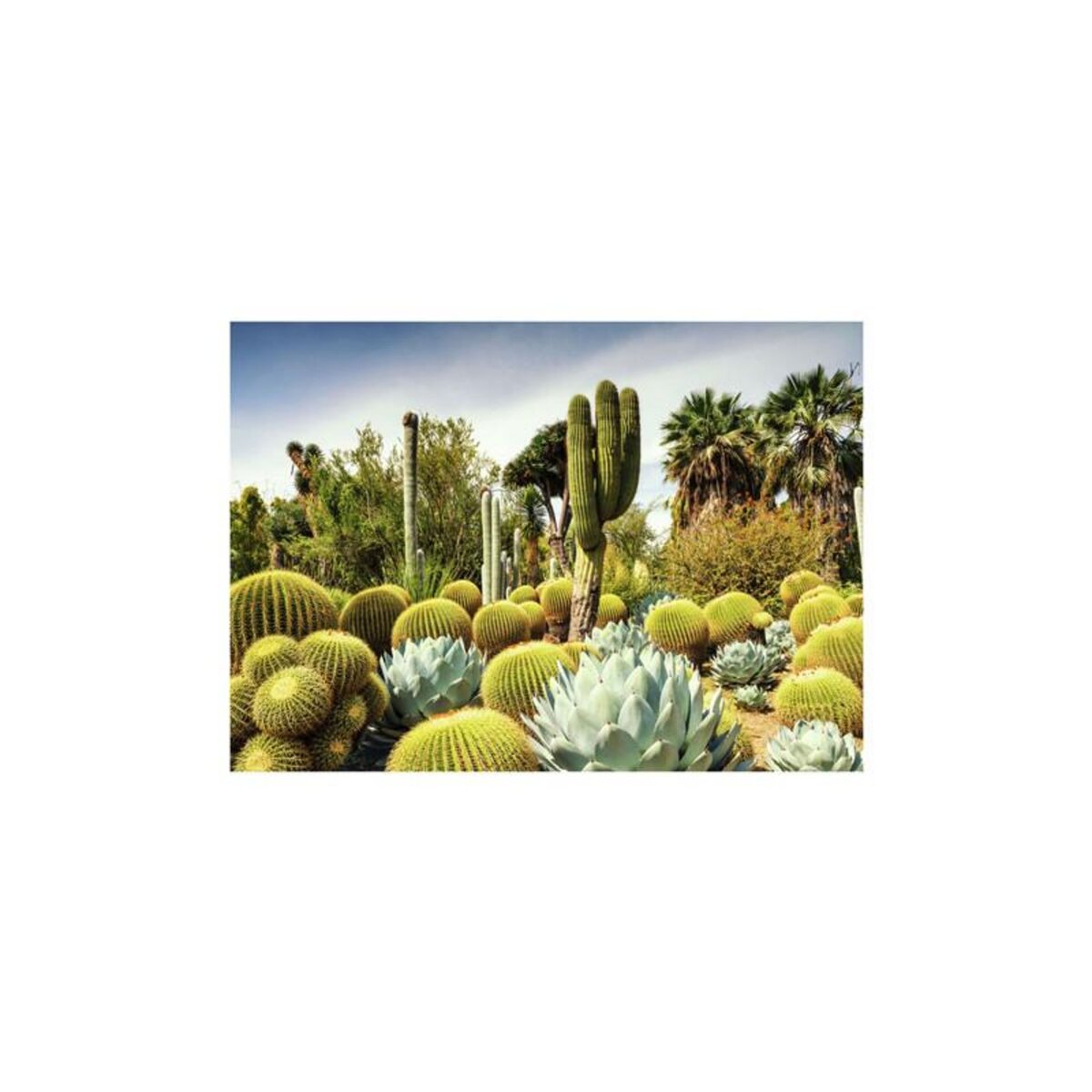 RAVENSBURGER Ravensburger - Jigsaw puzzle Huntington Desert Garden, 1000 pcs. 12000850 7