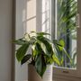 Voir la diapositive 4 : PLANT IN A BOX Plante verte - Philodendron 'Florida Green' - Hauteur 20-30cm - ⌀12cm