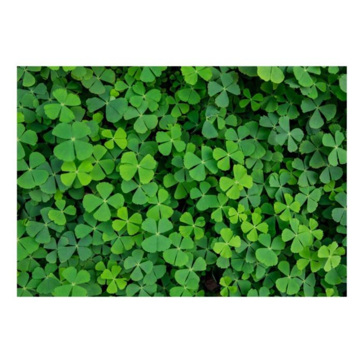 Paris Prix Papier Peint  Green Clover
