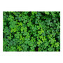 Voir la diapositive 2 : Paris Prix Papier Peint  Green Clover