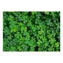 Voir la diapositive 2 : Paris Prix Papier Peint  Green Clover