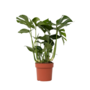 Voir la diapositive 1 : PLANT IN A BOX Plante à trous - Monstera deliciosa - Hauteur 70-80cm - ⌀21cm