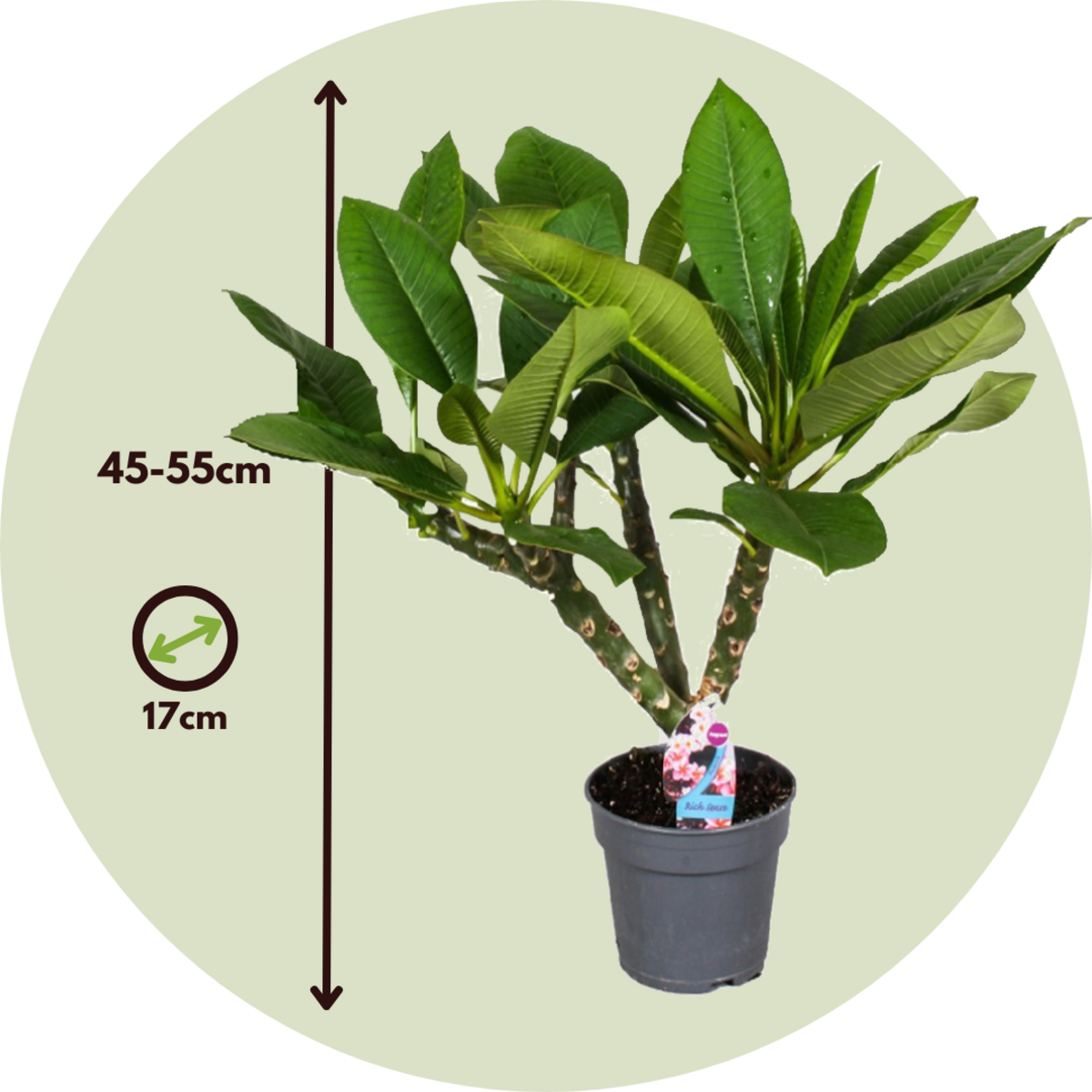 PLANT IN A BOX Frangipanier - Plumeria rubra 'Hawaii' - Hauteur 45-55cm - ⌀17cm